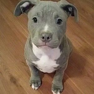 Meet your Posher, Elvin