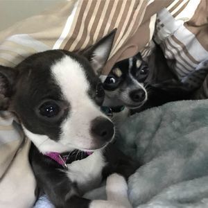 Meet your Posher, Sean