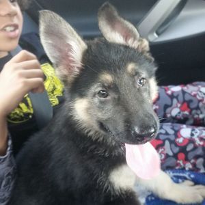 Meet your Posher, Phillip