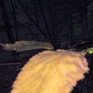 Meet your Posher, Bradley