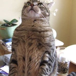 Meet your Posher, Jessica faye