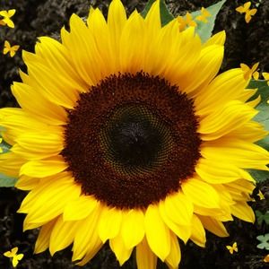 Meet your Posher, Laresha