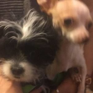 Meet your Posher, Janet