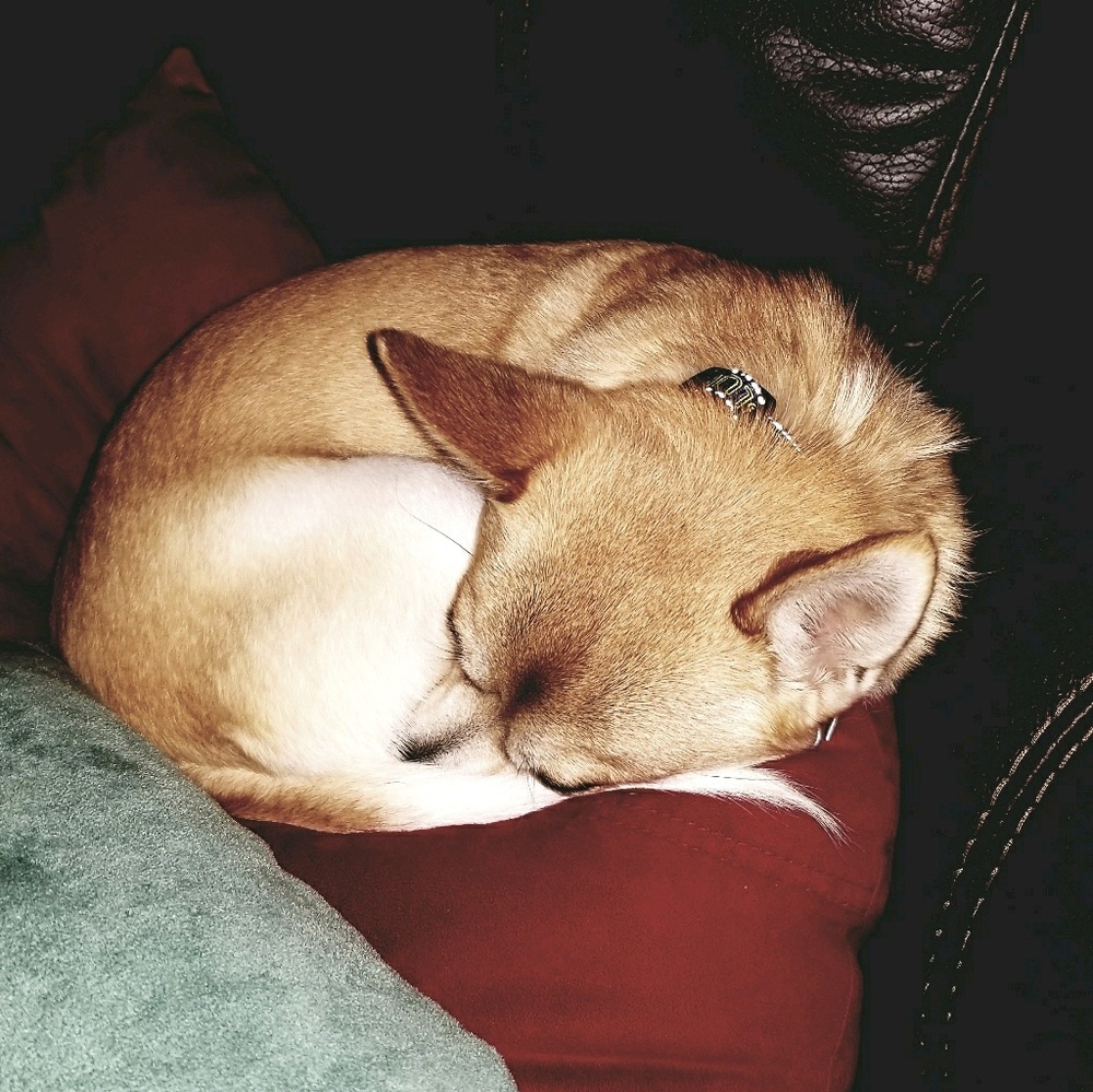 Meet your Posher, Dawn