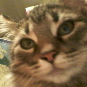 Meet your Posher, Kam