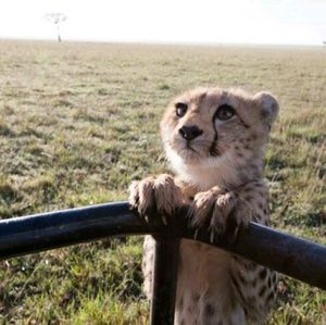 Meet your Posher, Cosmo