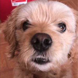 Meet your Posher, Raul