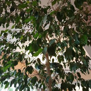 Meet your Posher, Tyson