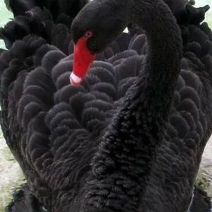 Meet your Posher, Claudia