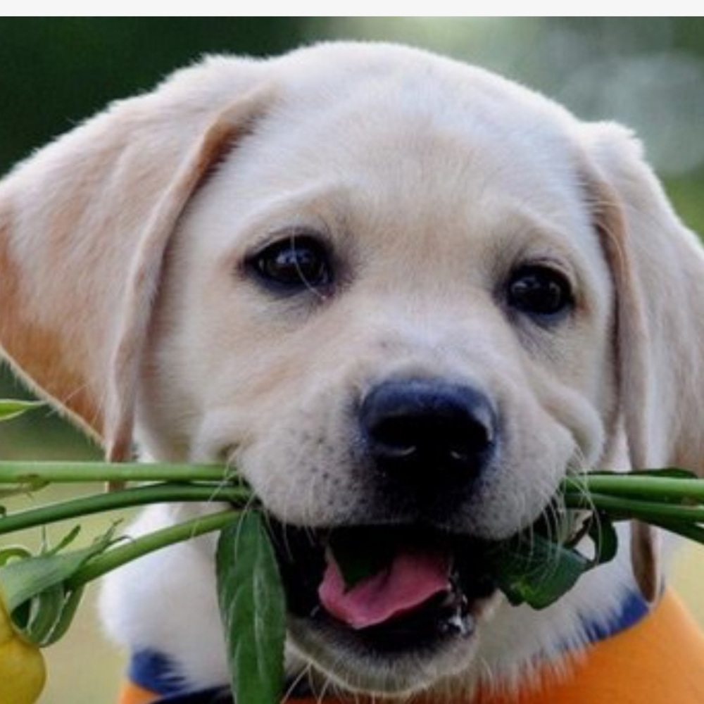 Meet your Posher, Mimi