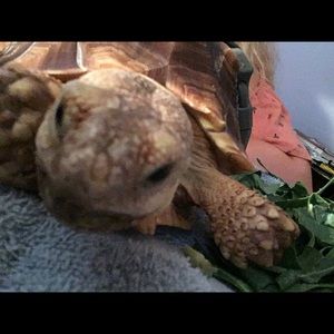 Meet your Posher, Ella