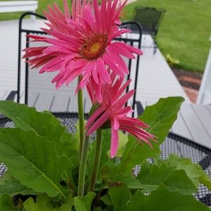 Meet your Posher, Cindy