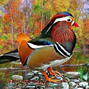 Meet your Posher, Hwa-jin