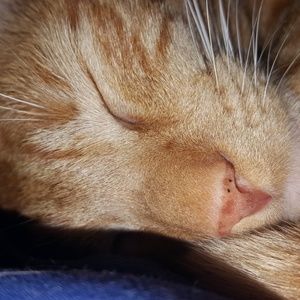 Meet your Posher, Grace