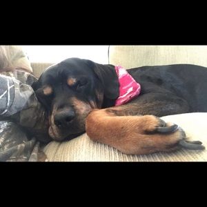 Meet your Posher, Cheyenne