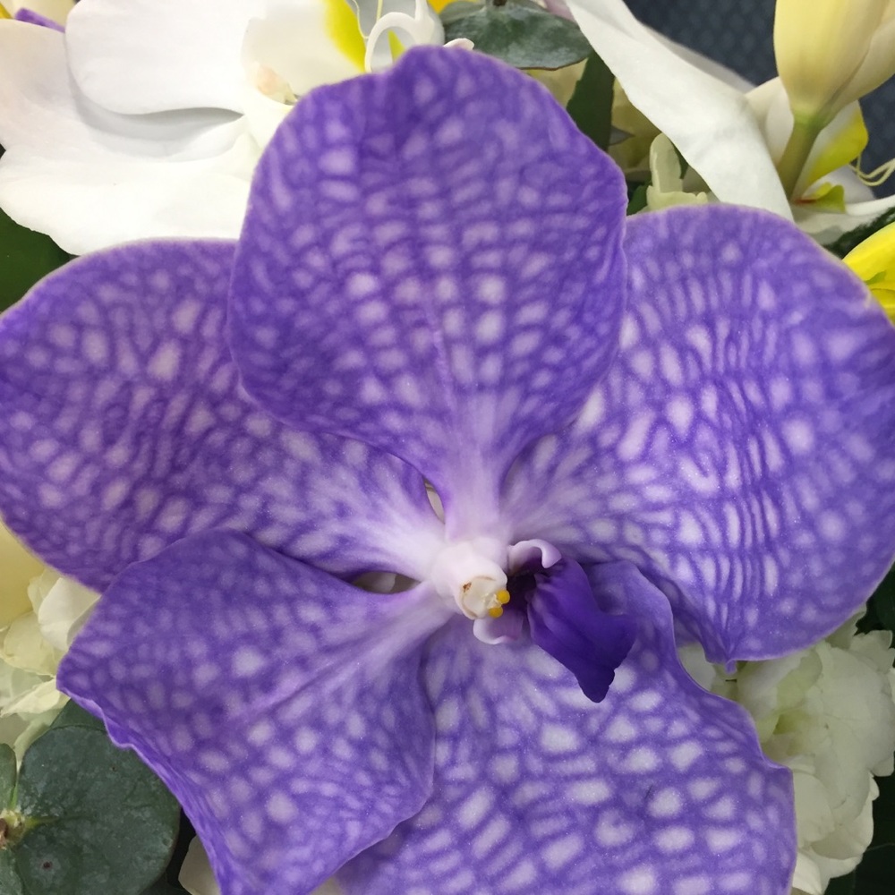 Meet your Posher, Pamela