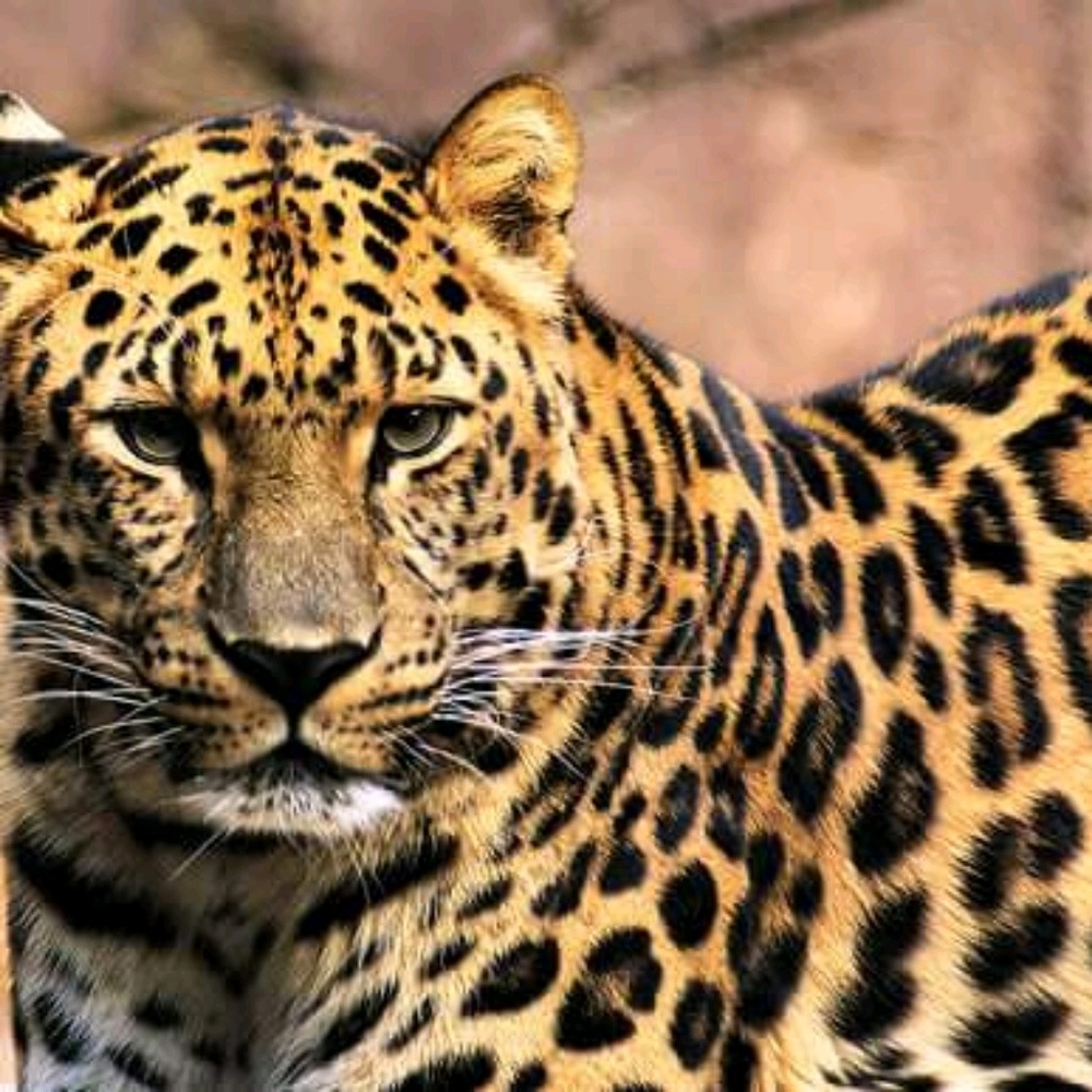 Meet your Posher, Tamars