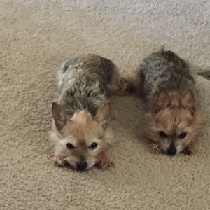 Meet your Posher, Deanna