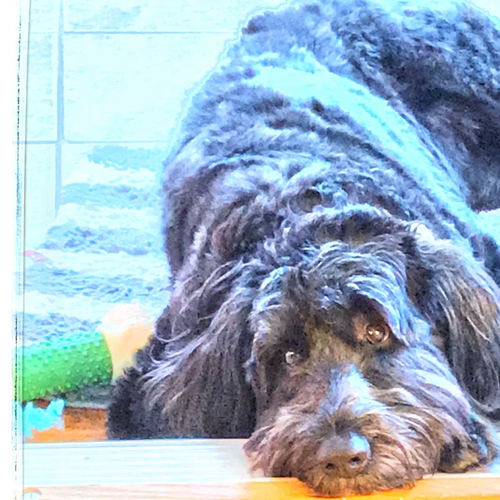 Meet your Posher, Shanda