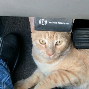 Meet your Posher, Millie