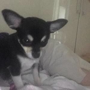 Meet your Posher, Joshua