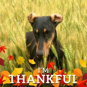 Meet your Posher, Roxanne