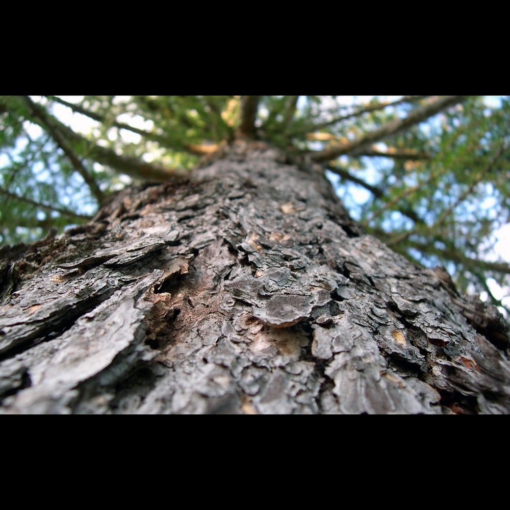 Meet your Posher, Susie