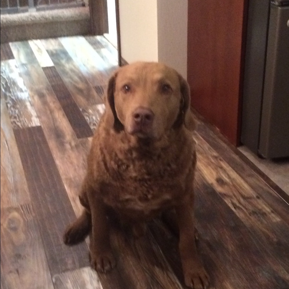 Meet your Posher, Tiff - Picture 1 of 1