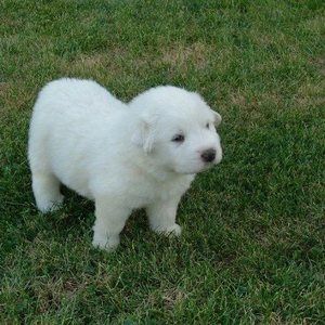 Meet your Posher, Carol detor