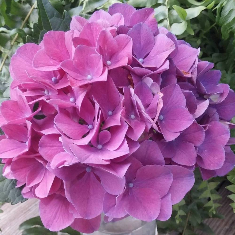 Meet your Posher, Lorrie