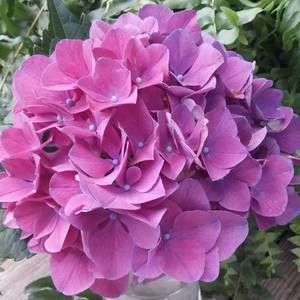 Meet your Posher, Lorrie