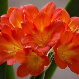 Meet your Posher, Roberta