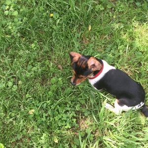 Meet your Posher, Bailey