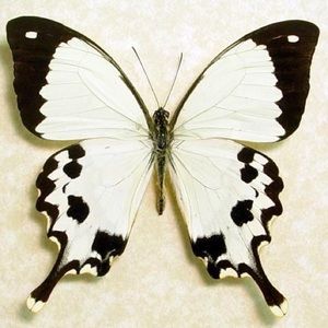 Meet your Posher, Naomi