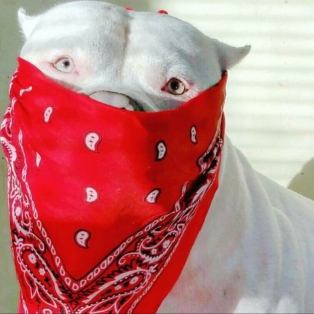 Meet your Posher, Brandon