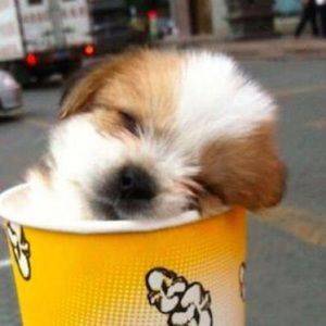 Meet your Posher, Jenny