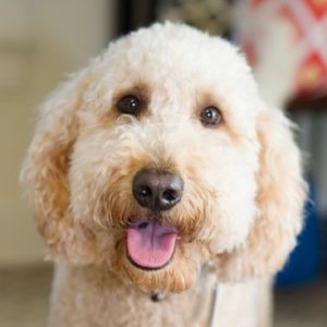 Meet your Posher, Anuj