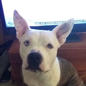 Meet your Posher, Jesse