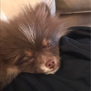 Meet your Posher, Alex