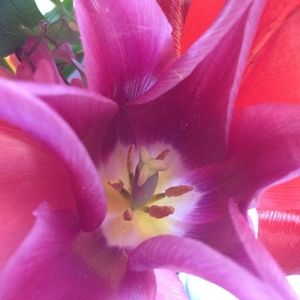 Meet your Posher, Cheryl