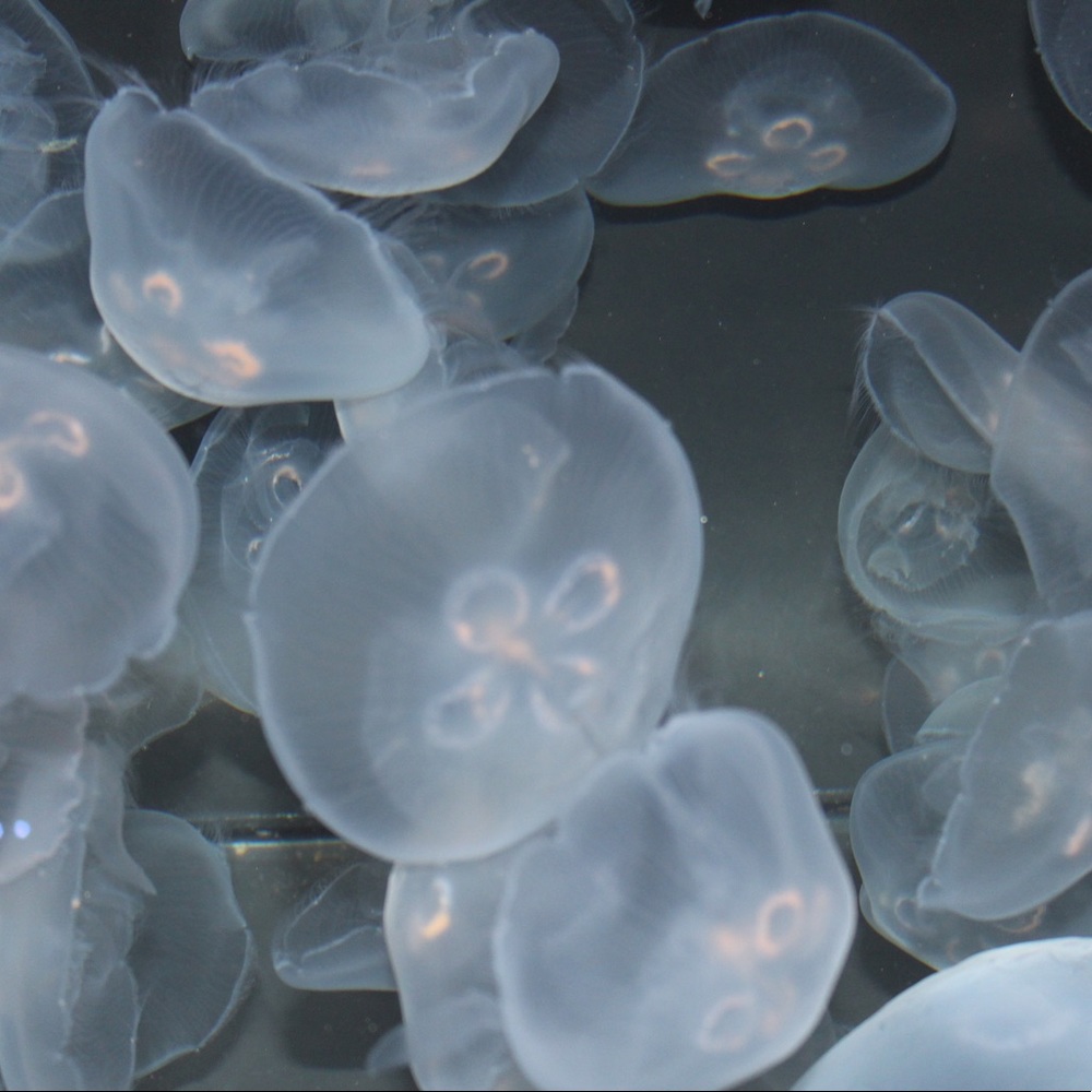 Meet your Posher, Marina