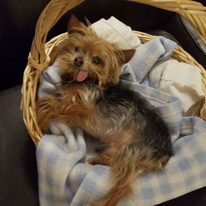 Meet your Posher, Will