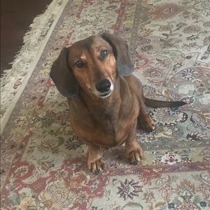 Meet your Posher, Maxine