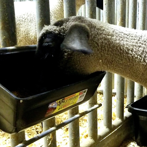 Meet your Posher, Christopher - Picture 1 of 1