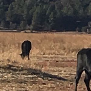 Meet your Posher, Sidney