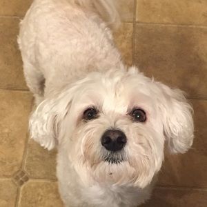 Meet your Posher, Abby