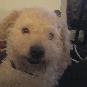 Meet your Posher, Julio