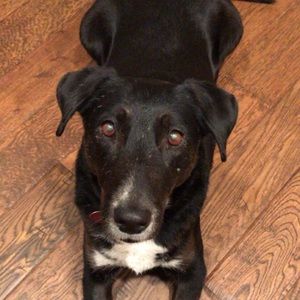 Meet your Posher, Maggie