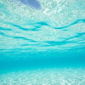 Meet your Posher, Bonnie