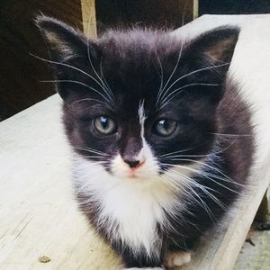 Meet your Posher, Faith